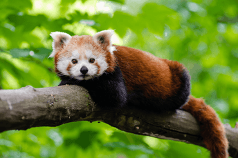 Red panda