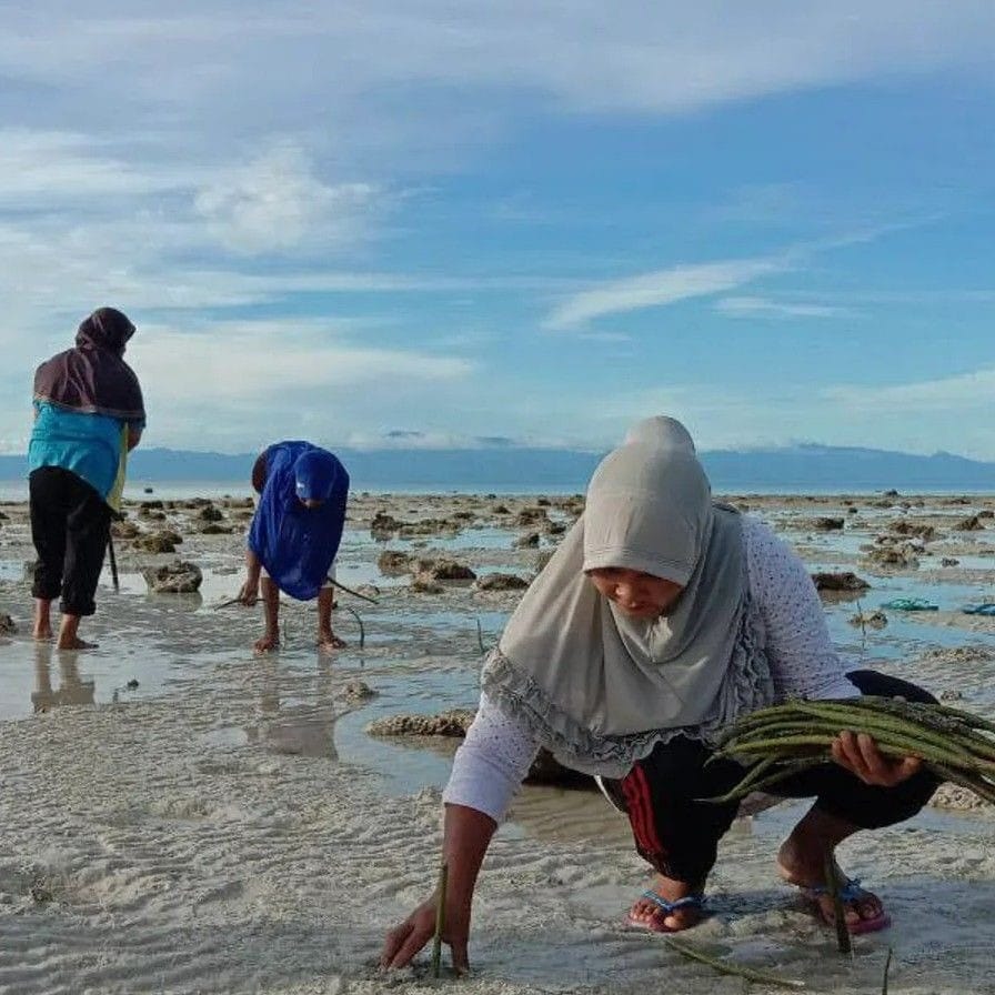 Indonesia planting site