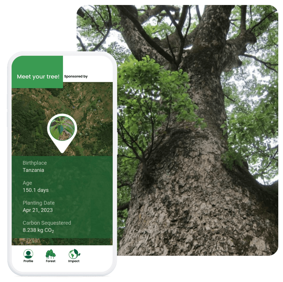 Meet your tree experience