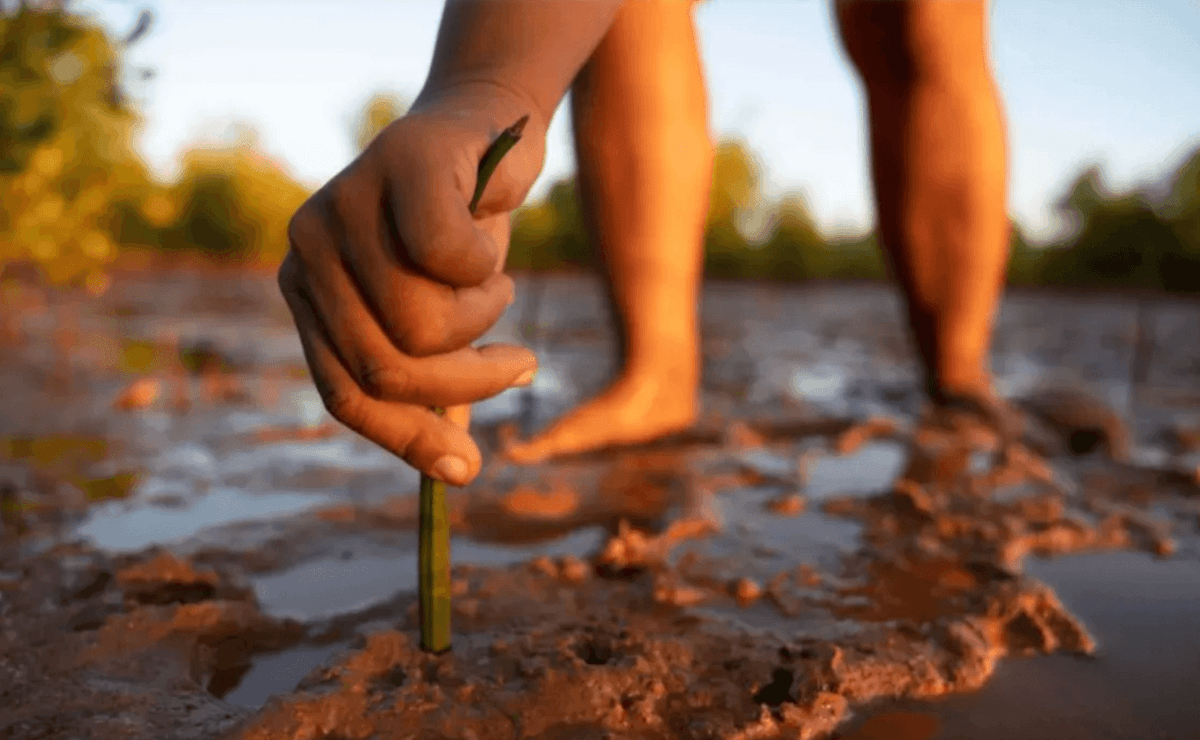 Tree planting in Indonesia