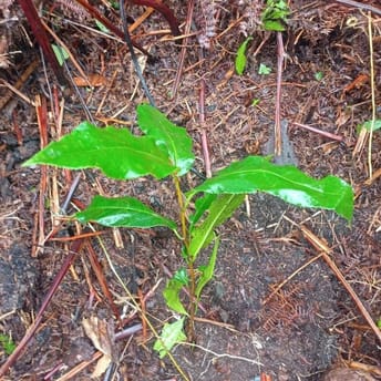 Reforestation Project