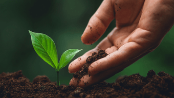 Plant and gift trees