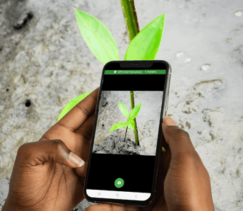 OneSeed app mangrove view