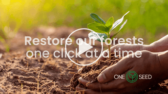 Our reforestation story