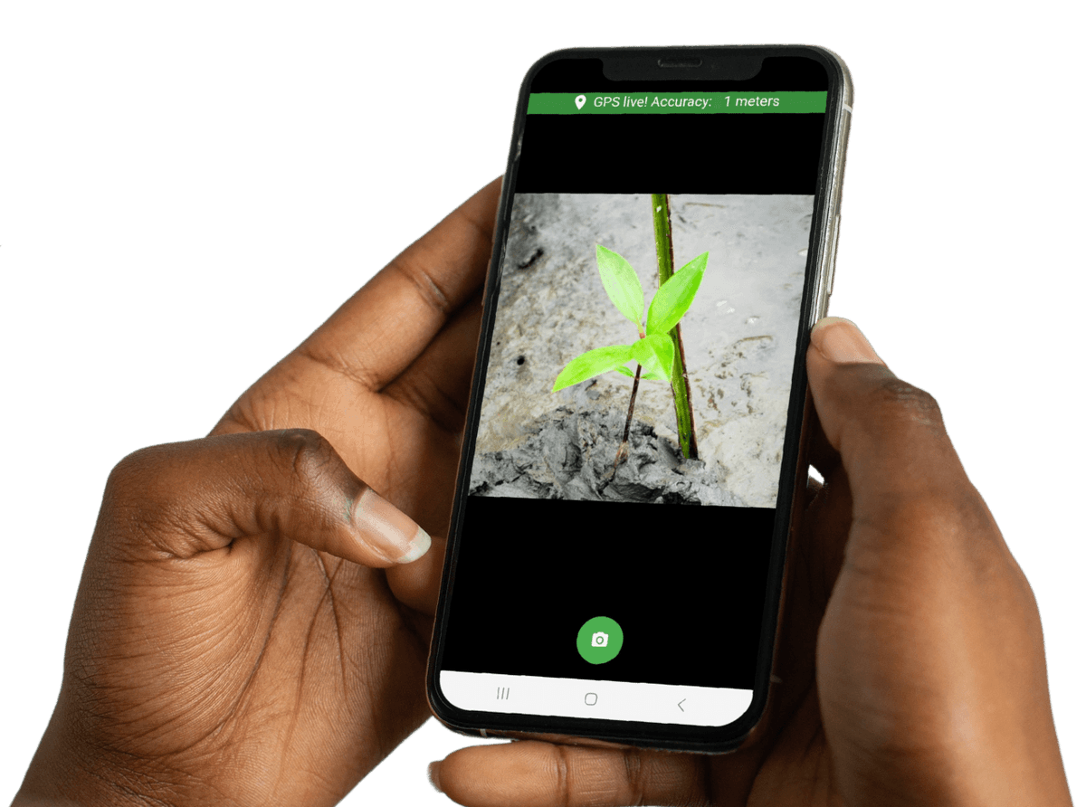 TreeVerify mobile app capturing seedling data in the field